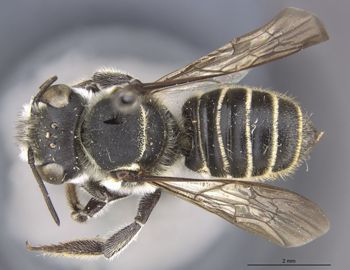 Media type: image;   Entomology 16268 Aspect: habitus dorsal view